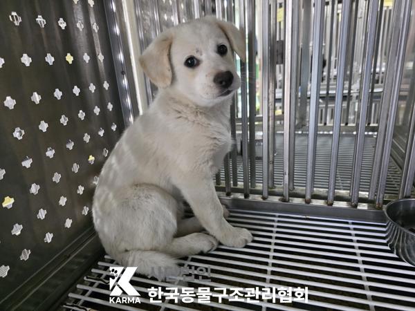 [개] 믹스견 경기-양주-2025-00259 유기동물 배경 이미지 입니다.